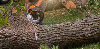 Reliable Carroll, IA  Tree Services Solutions